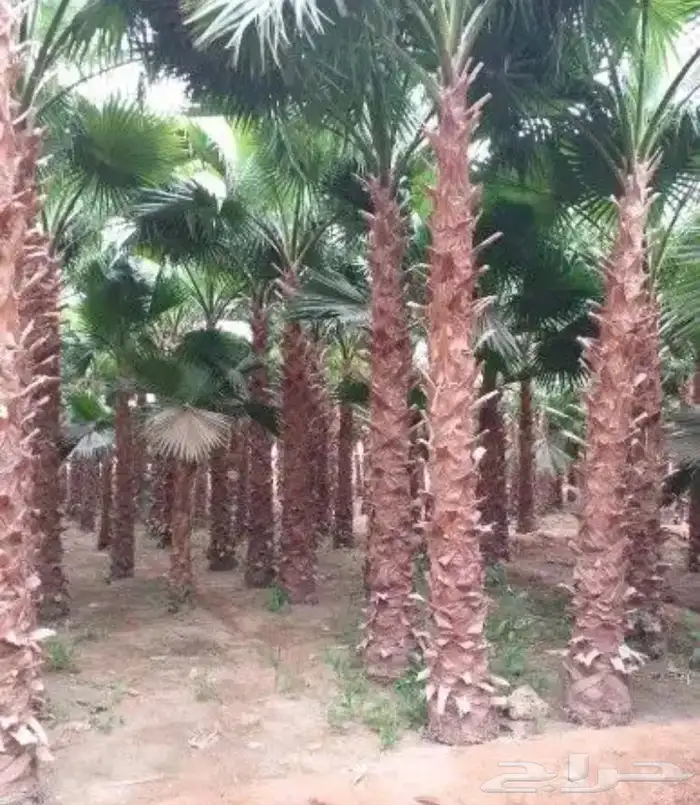 تنسيق الحدائق المنزلية 22