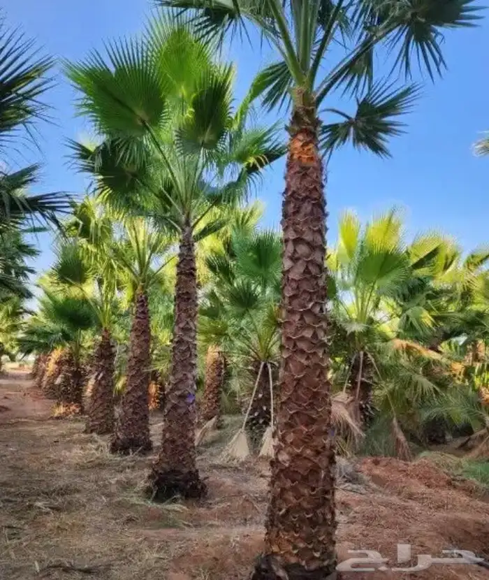 تنسيق الحدائق المنزلية 10