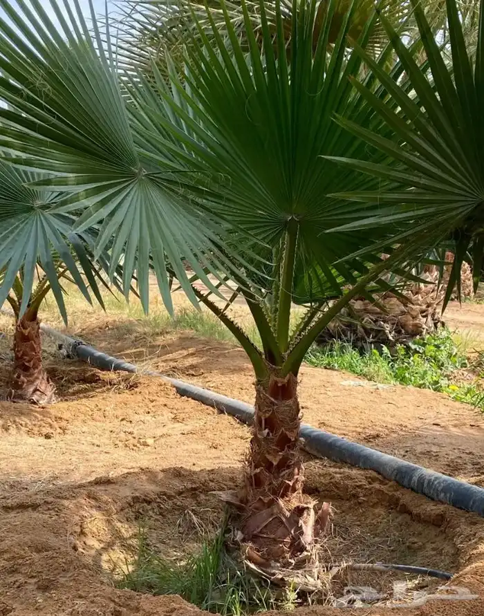 تنسيق الحدائق المنزلية 8