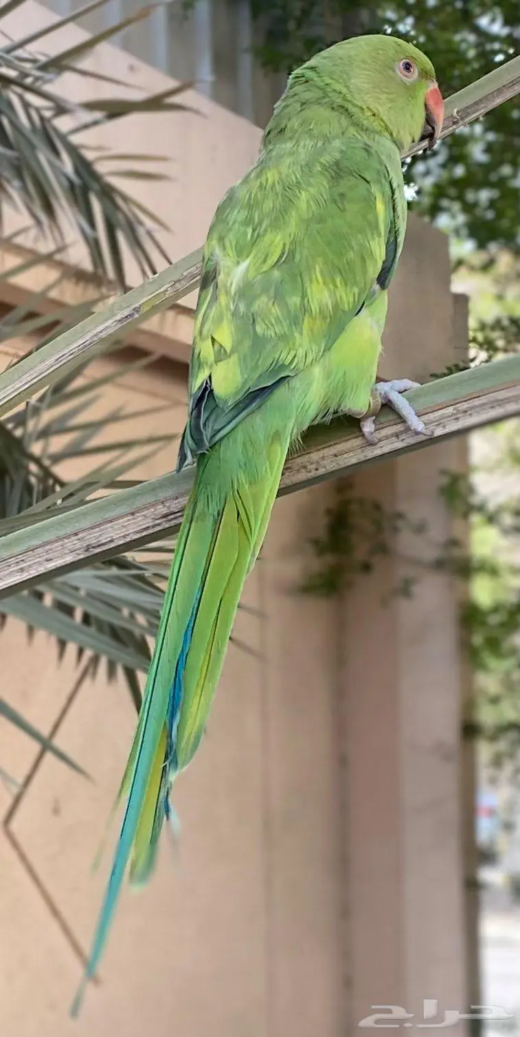 طير دره مفقود في القطيف الخويلديه 0
