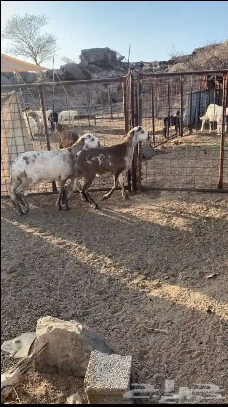 رخال سواكنيات صنف تم البيع 0