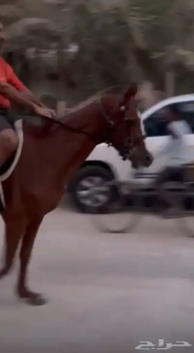 مزادهجر للخيل 0