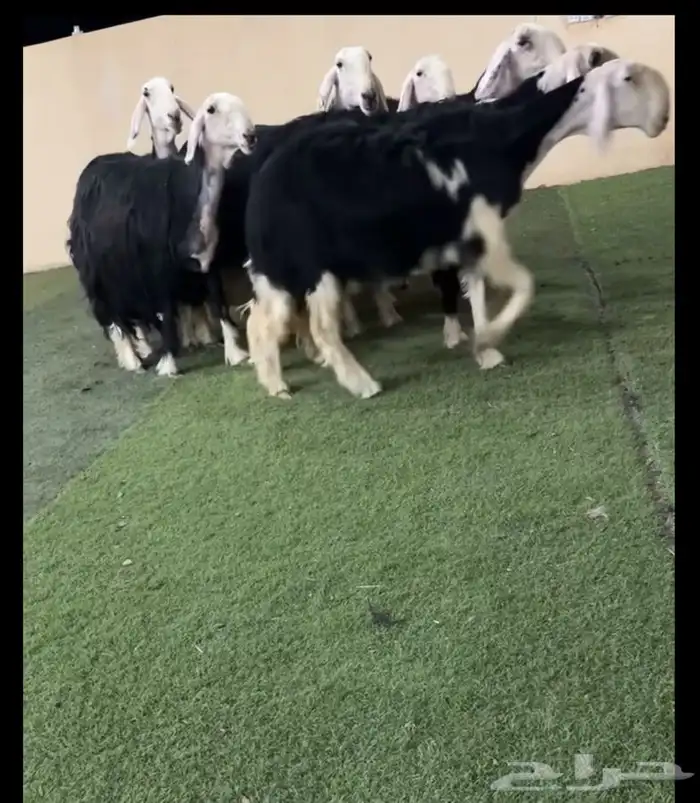 نجد دفيع 2
