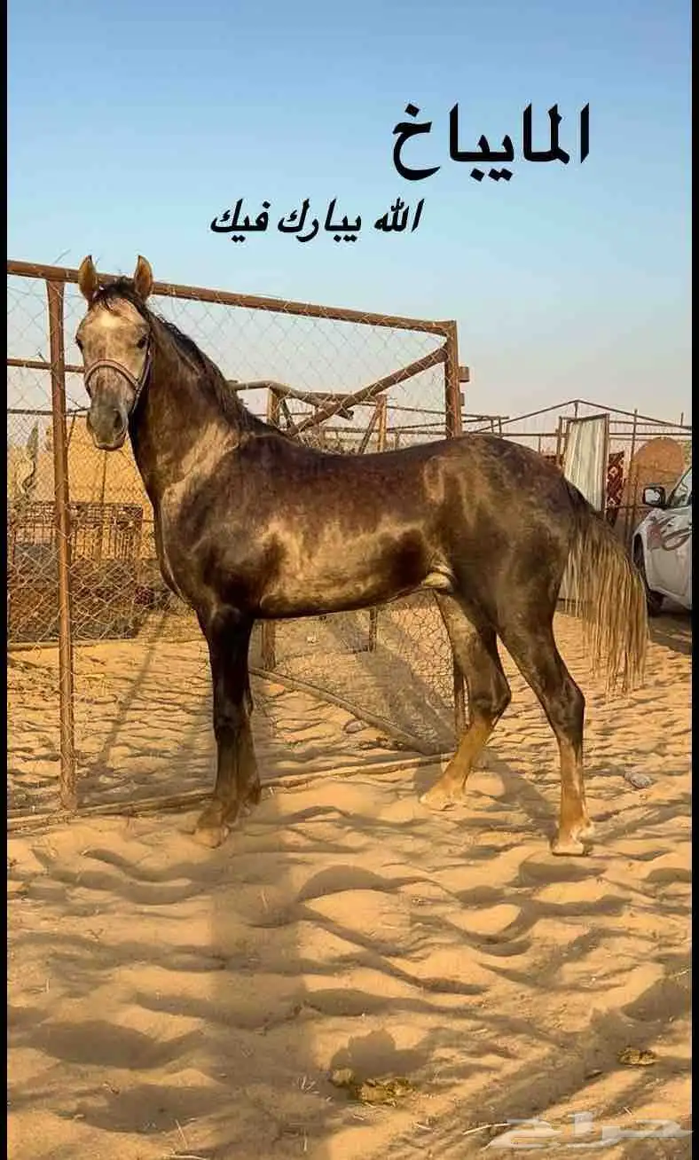حصان شعبي 2