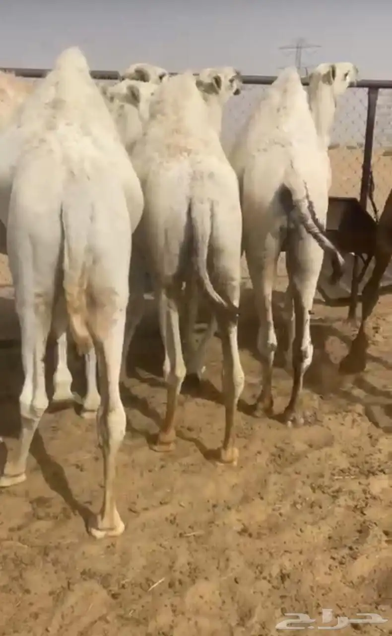 قعدان مناسبات زواجات مبدأ 0
