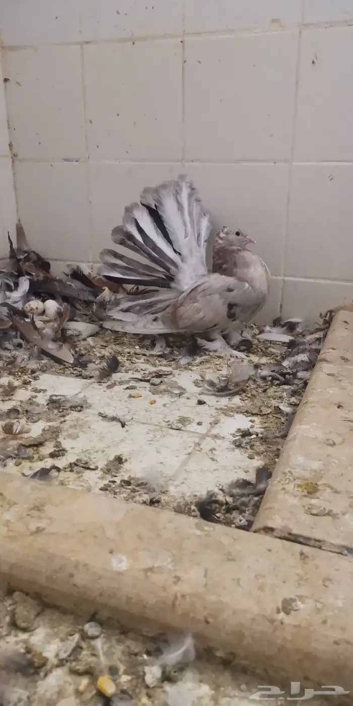 جوز امريكي رقاص استاندر ذكر أمريكي الموند الانث ازرق 8