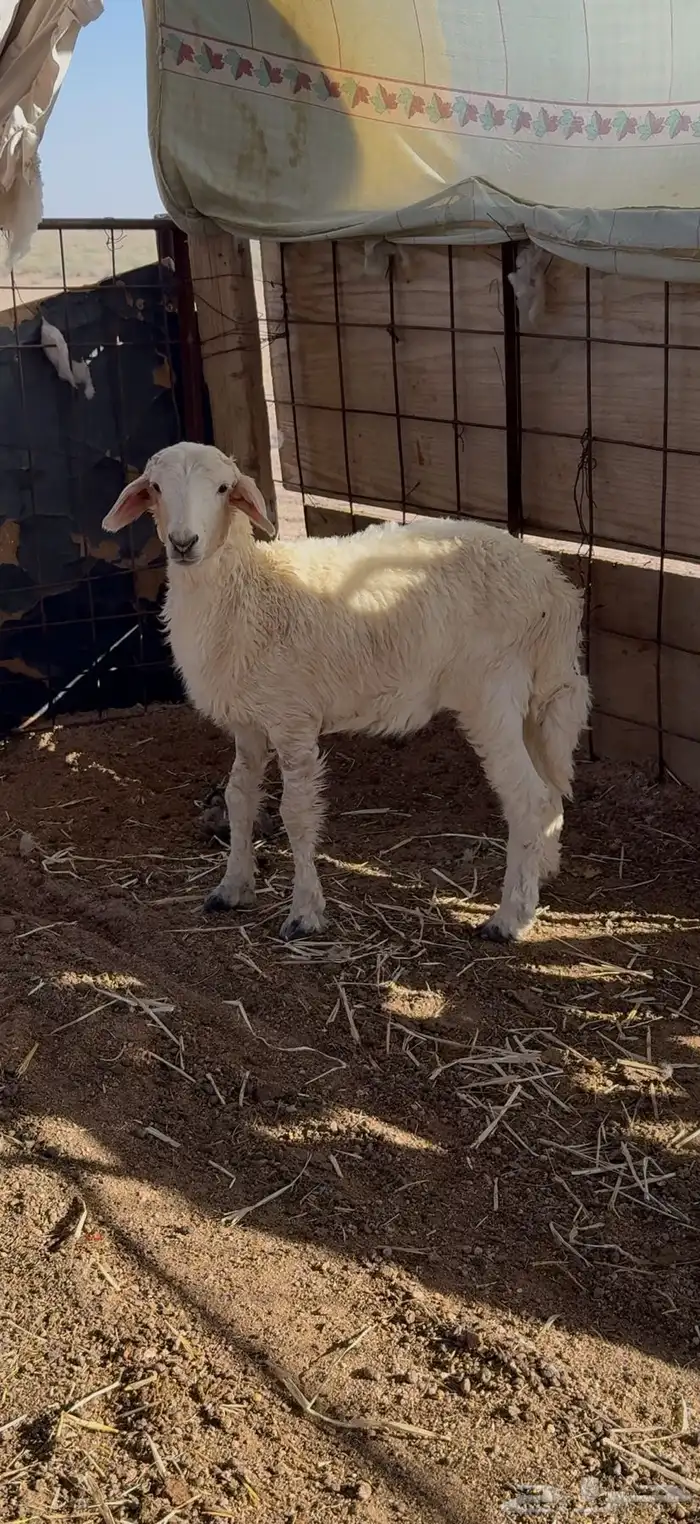رخل طيبه عمره شهر 0