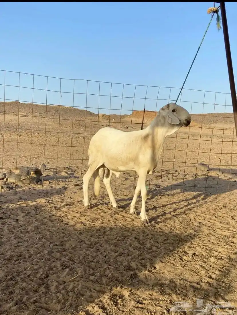 اعرض لكم طلي سواكني فحل صنف الصنف 0