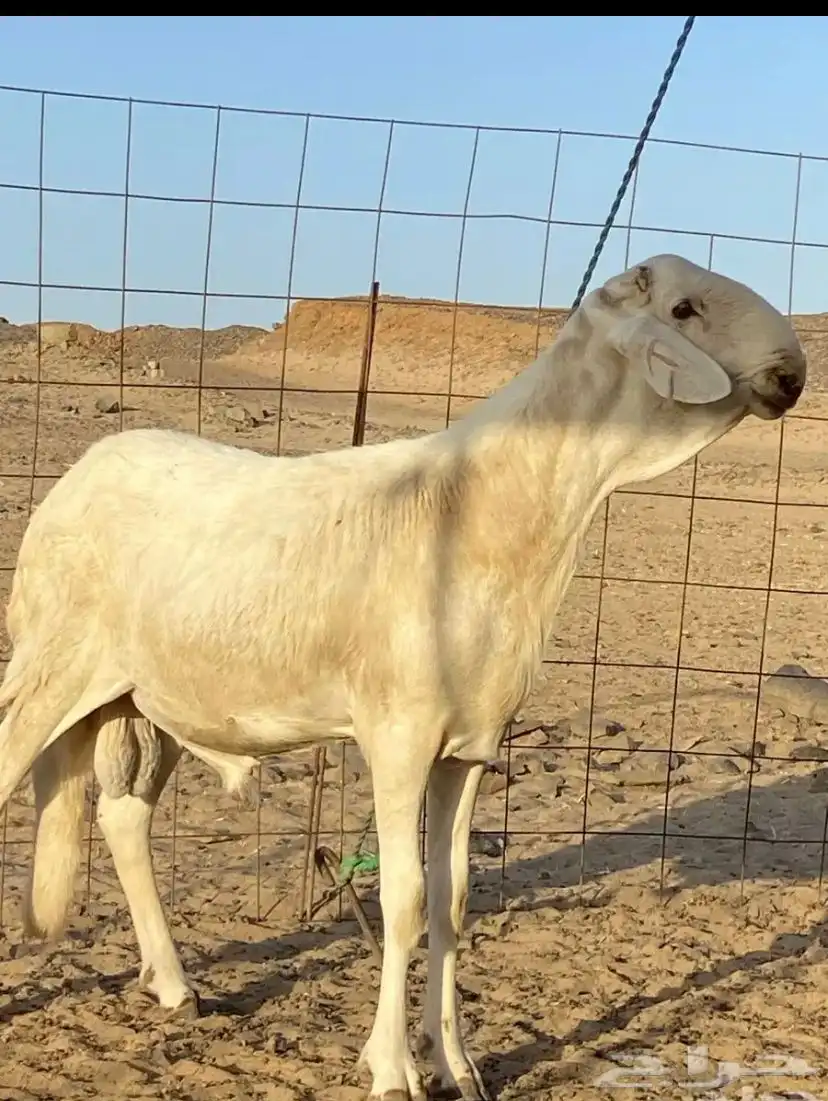 اعرض لكم طلي سواكني فحل صنف الصنف 1