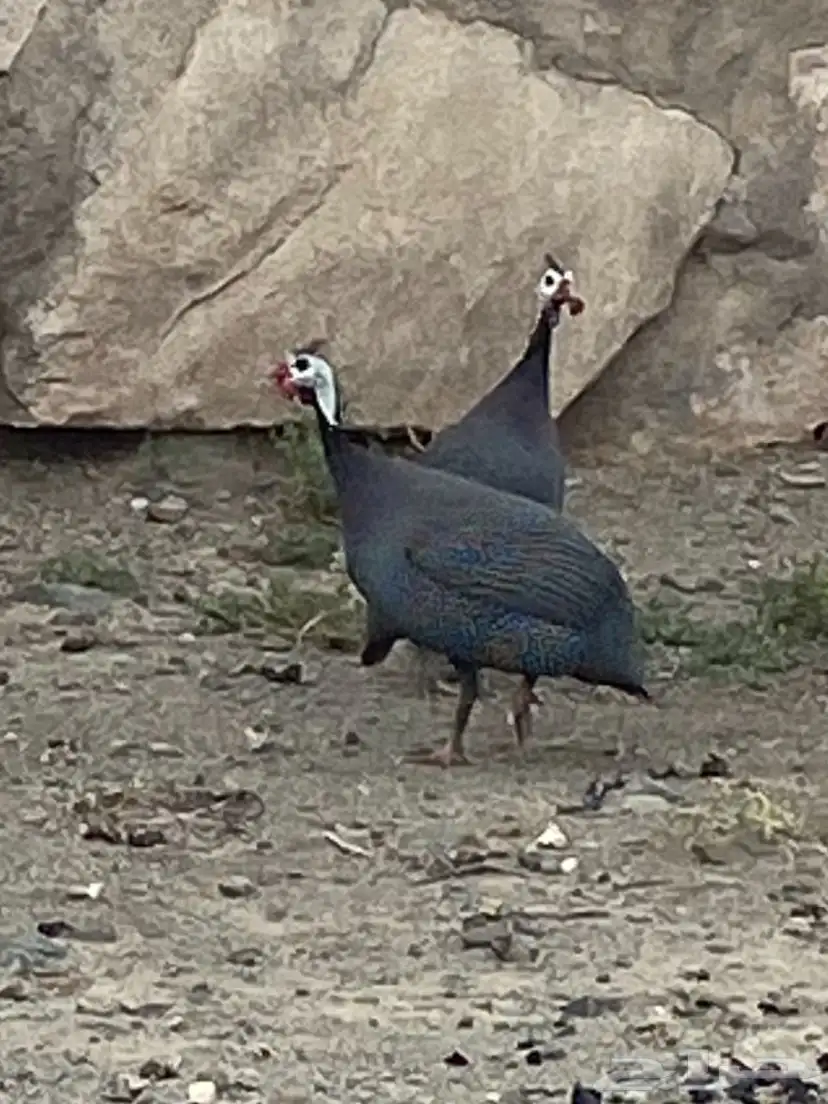 زوج حجل للبيع 1