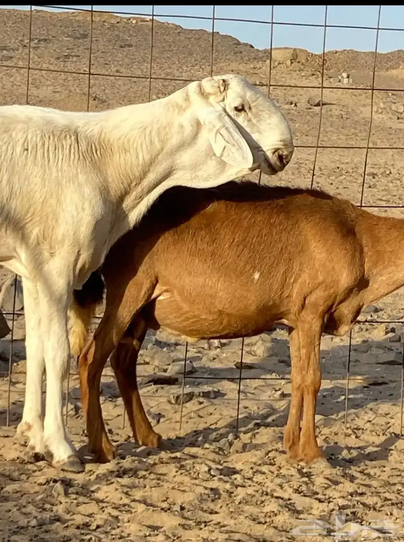 اعرض لكم طلي سواكني فحل صنف الصنف 2