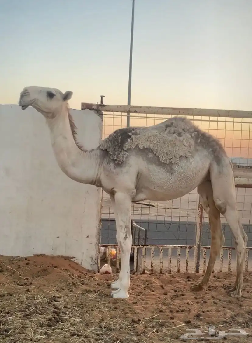 بكره مقروده 1