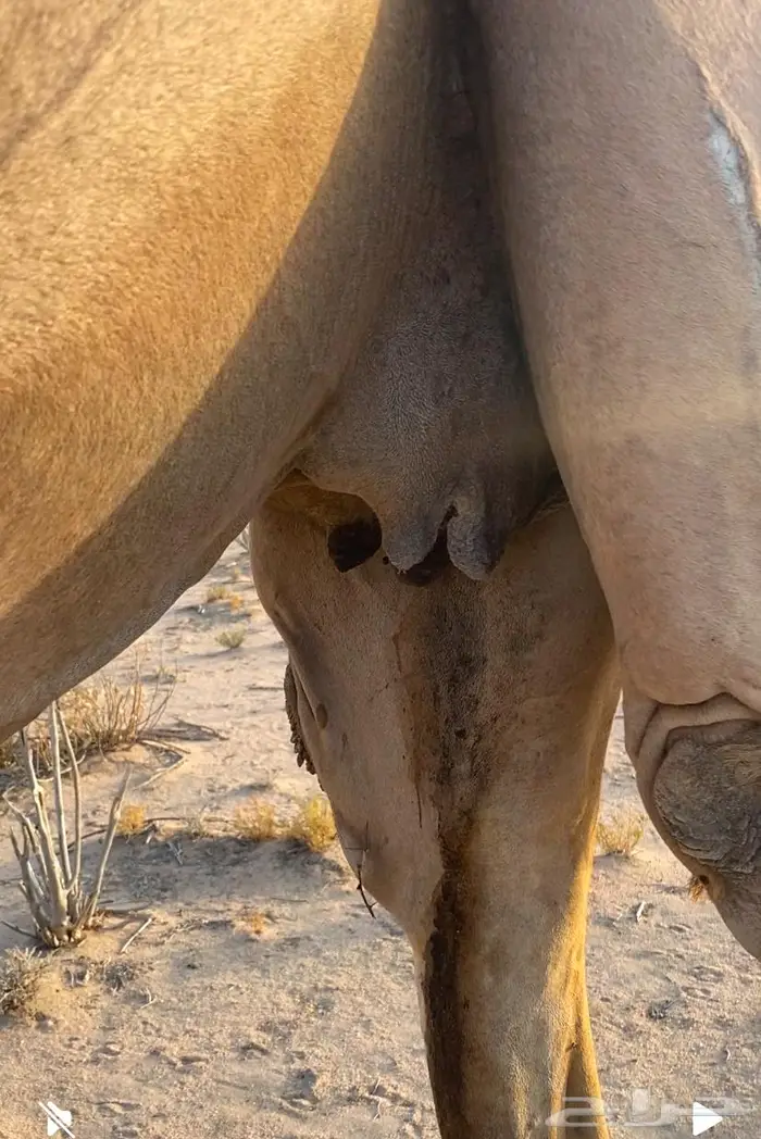 ناقه لقحه قريب تلد 0