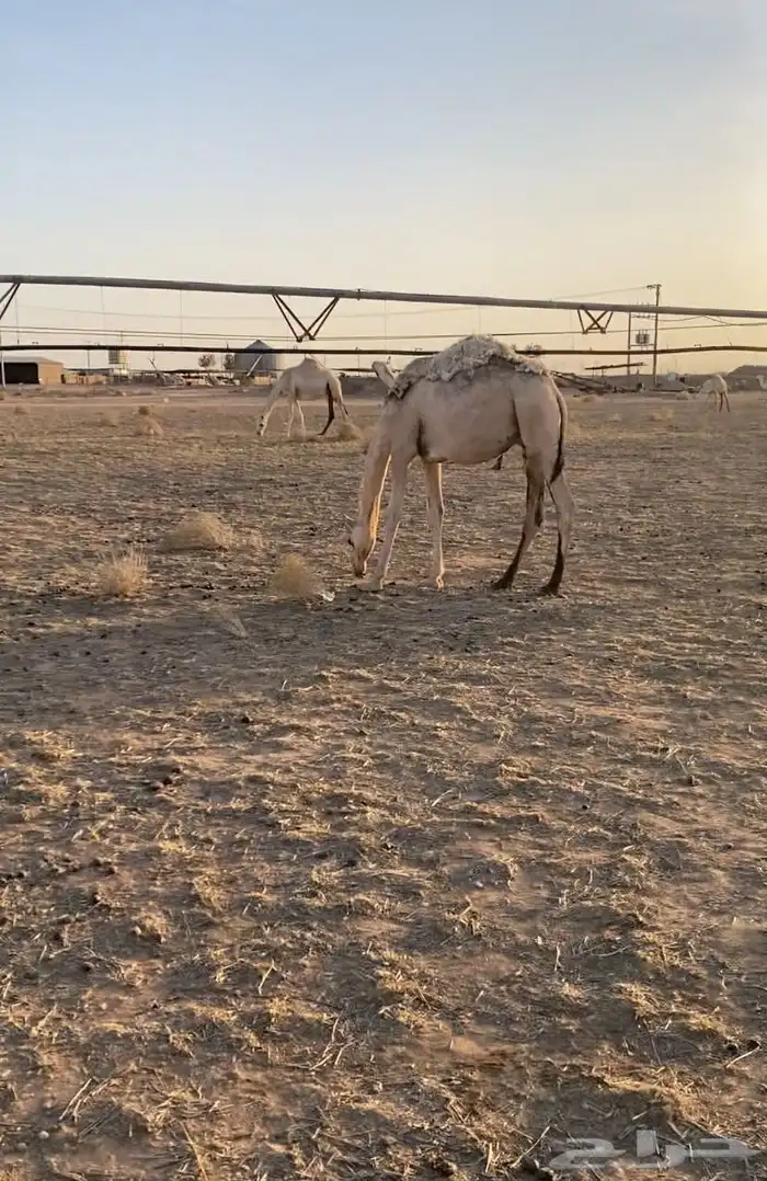 القرنه 1
