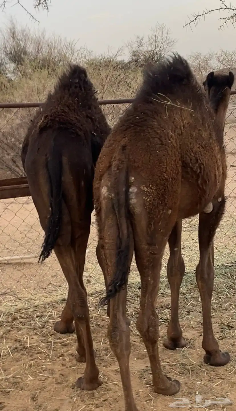 حشوان كفو 0