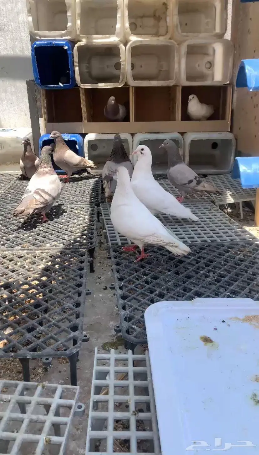 للبيع اربع اجواز سلفر وجوز فرنسي 0