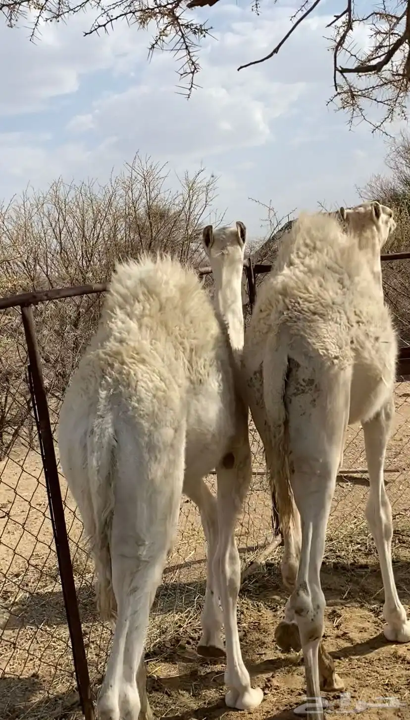 حشوان كفو 1