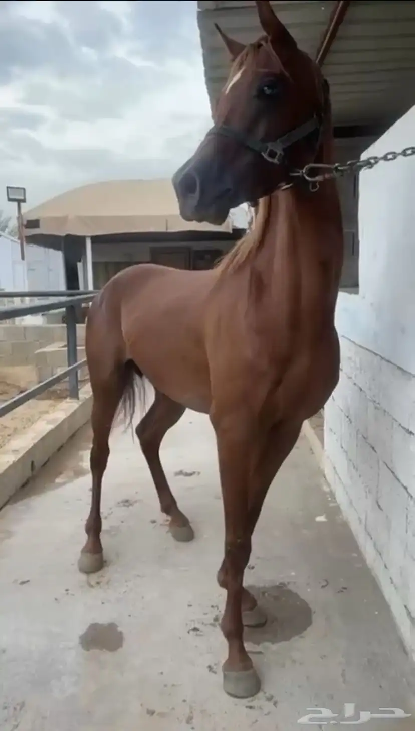 حصان شعبي 1