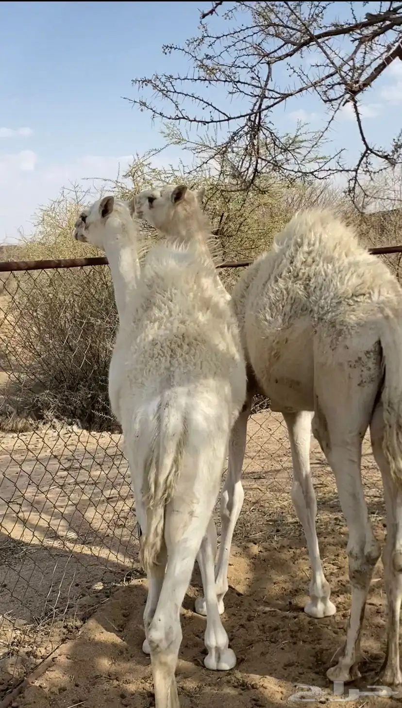 حشوان كفو 3