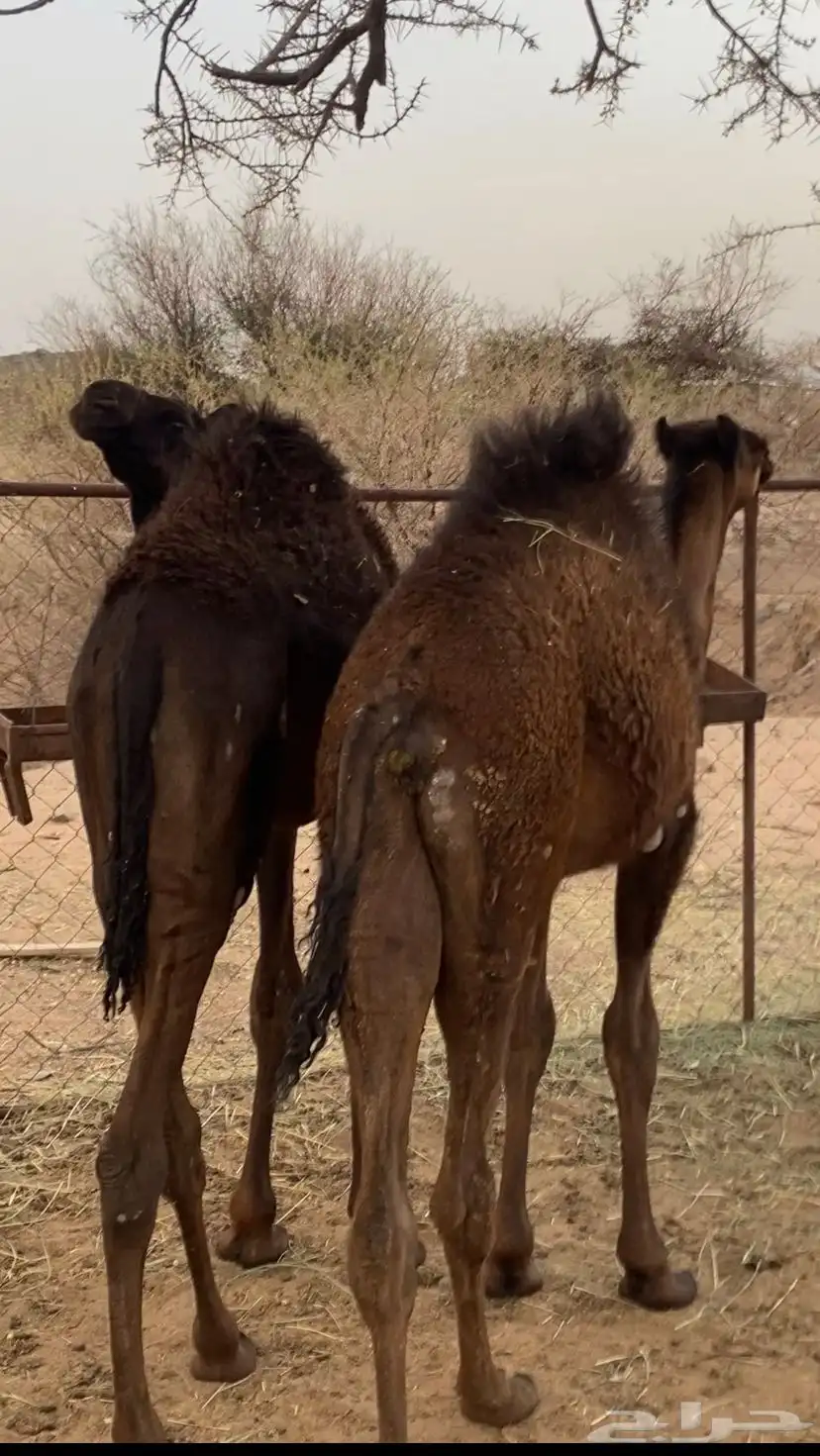 حشوان كفو 4
