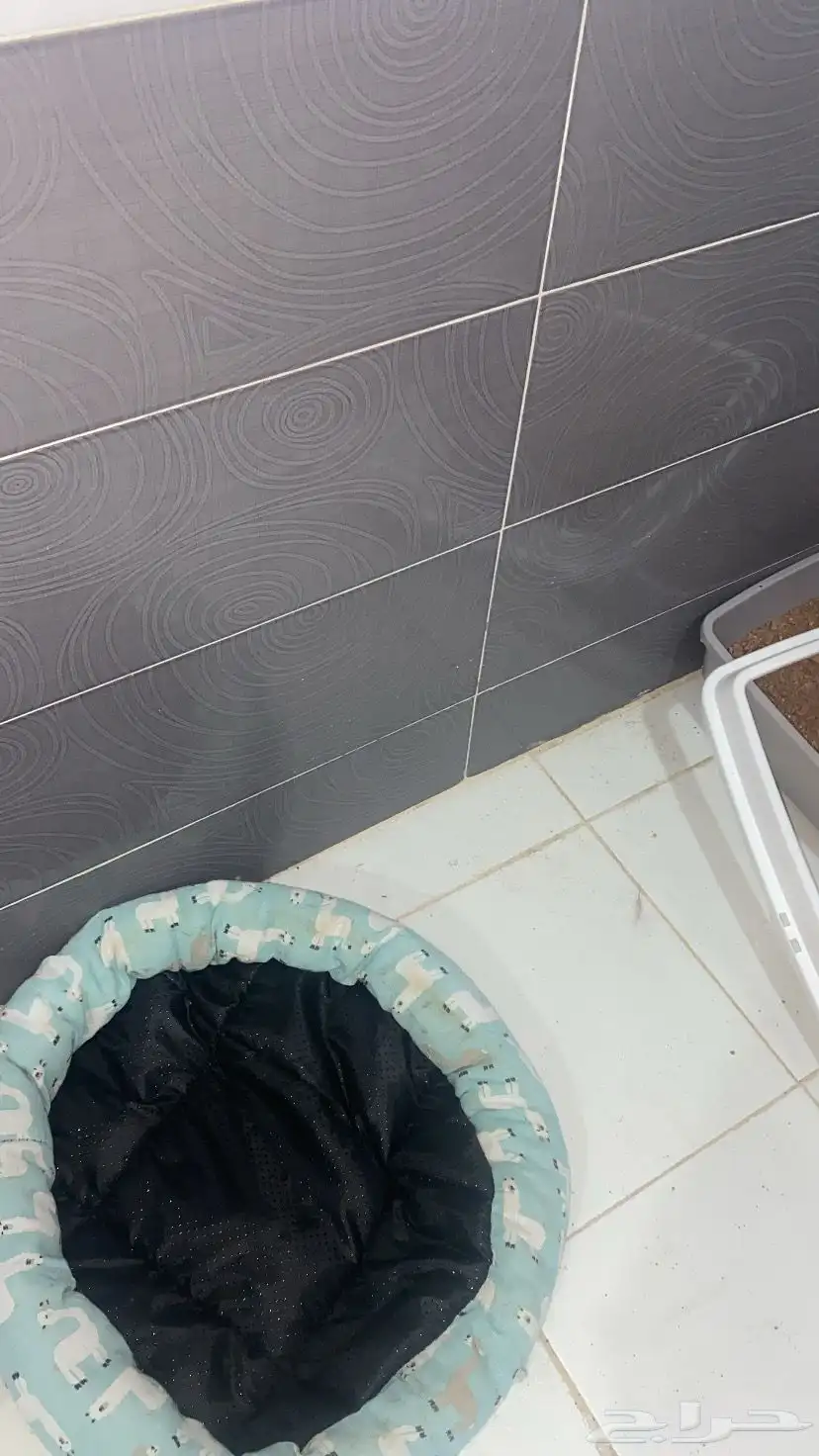 قطوه العمر شهر 1
