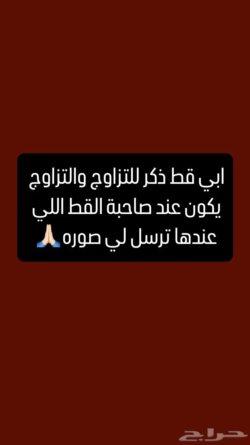 ابي قط ذكر للتزاوج عندي انثى طالبه تزاوج 0