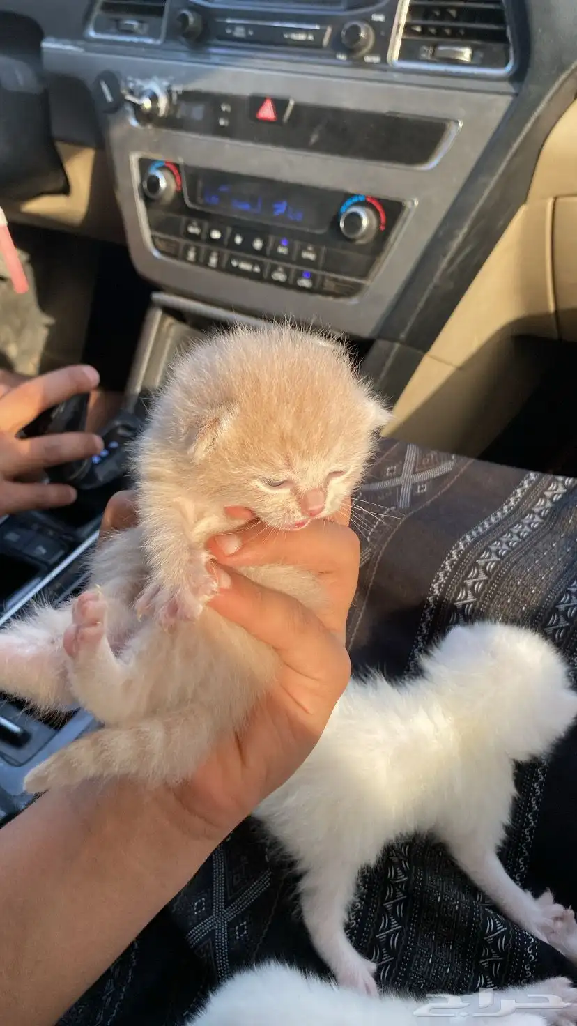 قطط 1