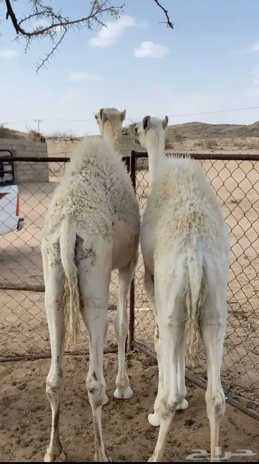 حشوان كفو 2
