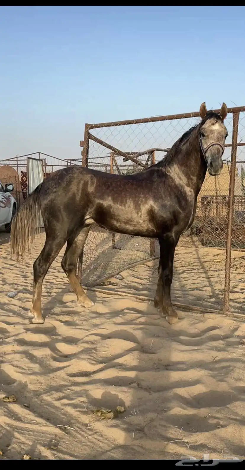 حصان للبيع. 0