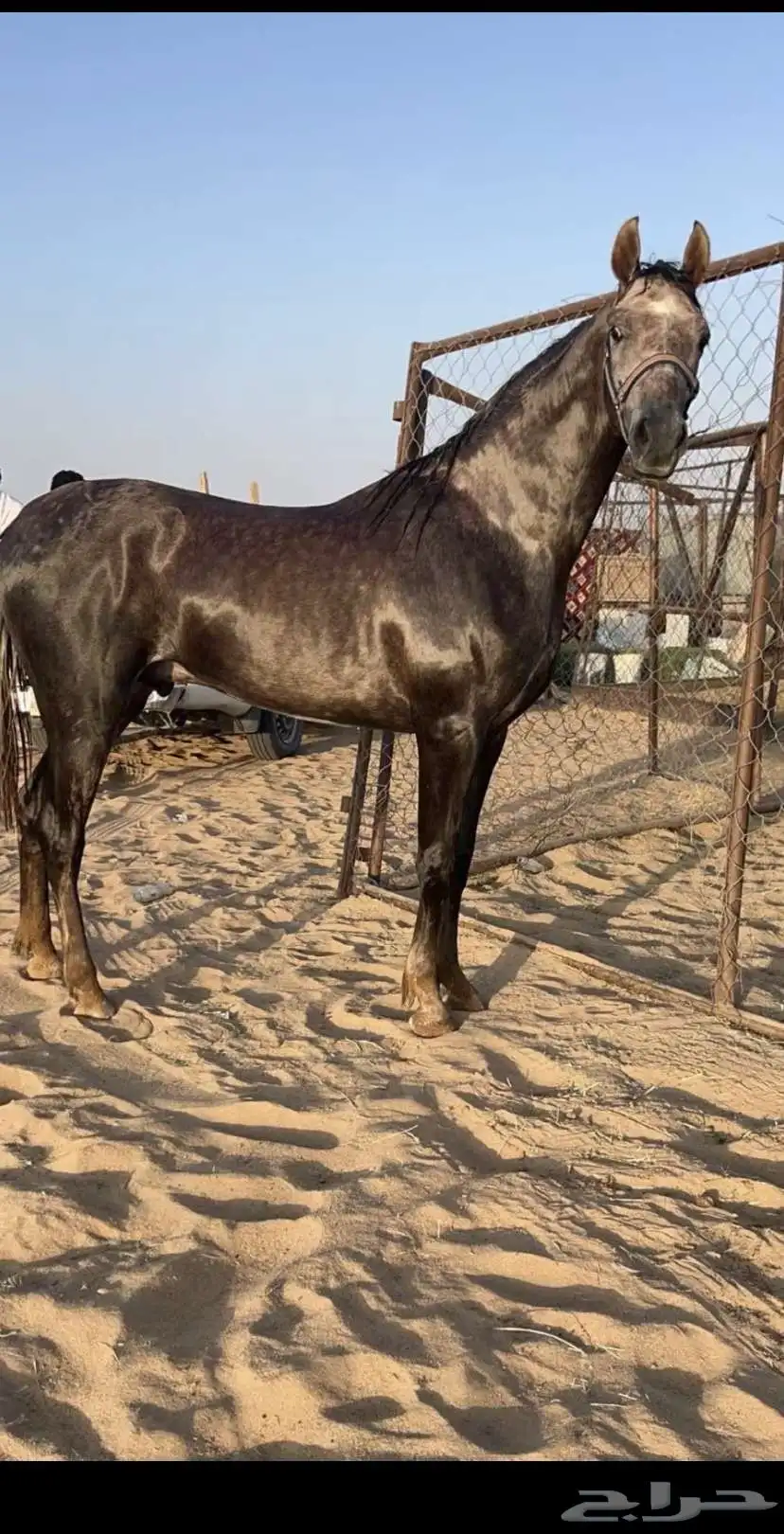 حصان للبيع. 2