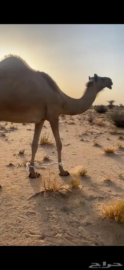 ناقه لقحه 8 شهور 1