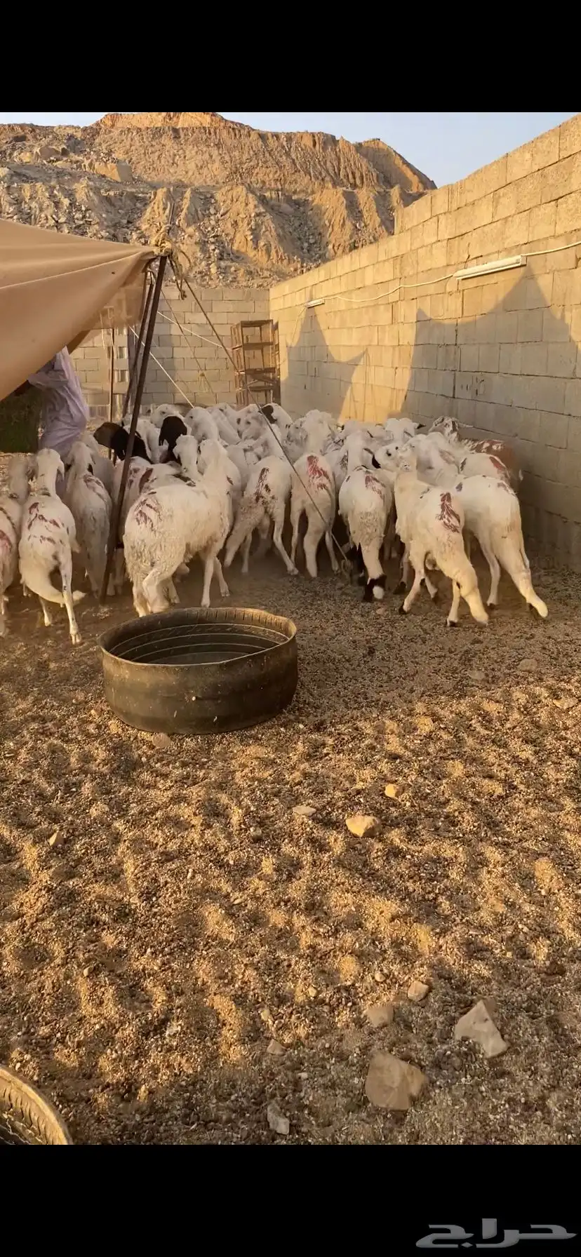 دمازين حق مناسبات مرابي 4