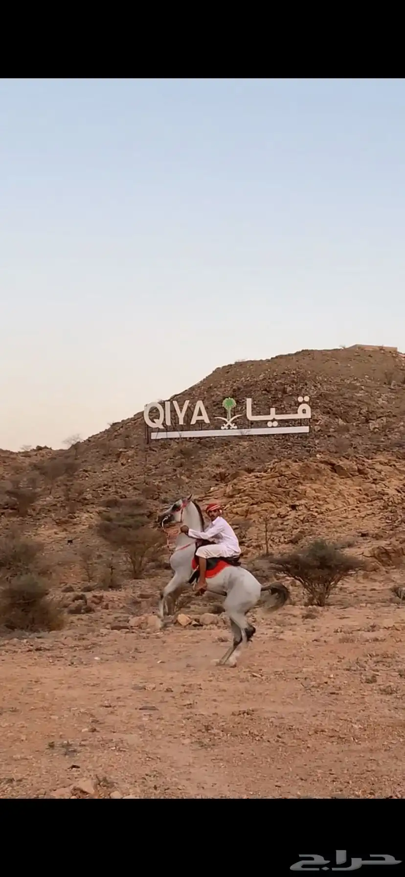 حصان للبيع العمر 4 سنوات 0