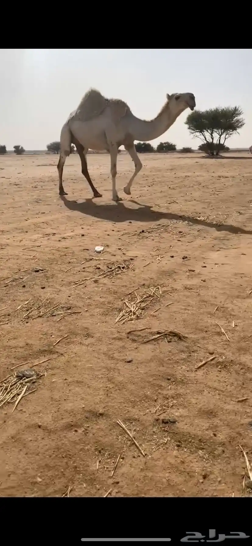 لقحه شقحا على ولد الحاكم 0