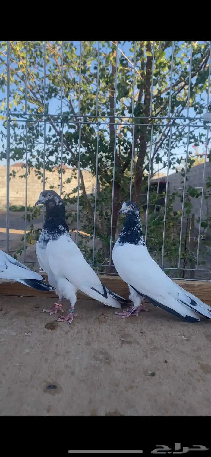 للبيع 1