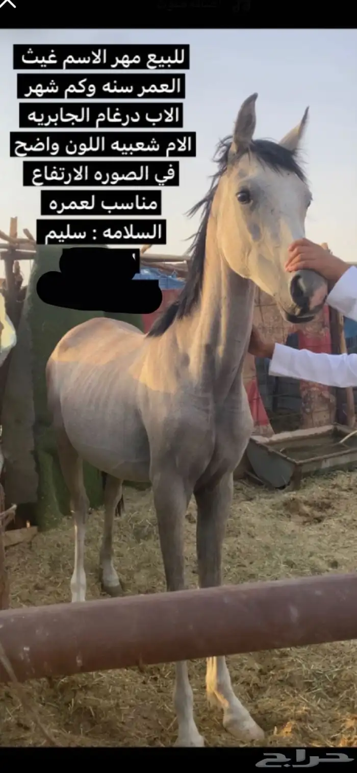 مهر شعبي كفو 0