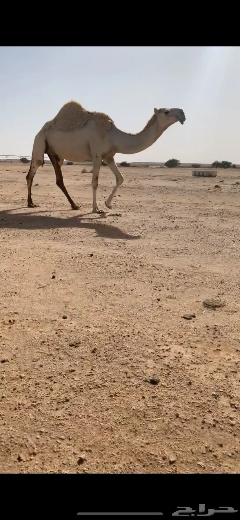 لقحه شقحا على ولد الحاكم 1
