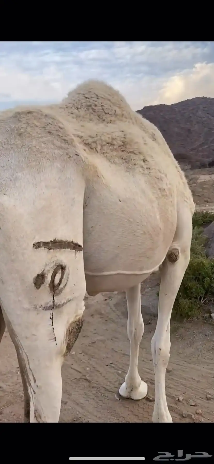 ناقه مبيوع حاشيها سنها ( سديس) 2