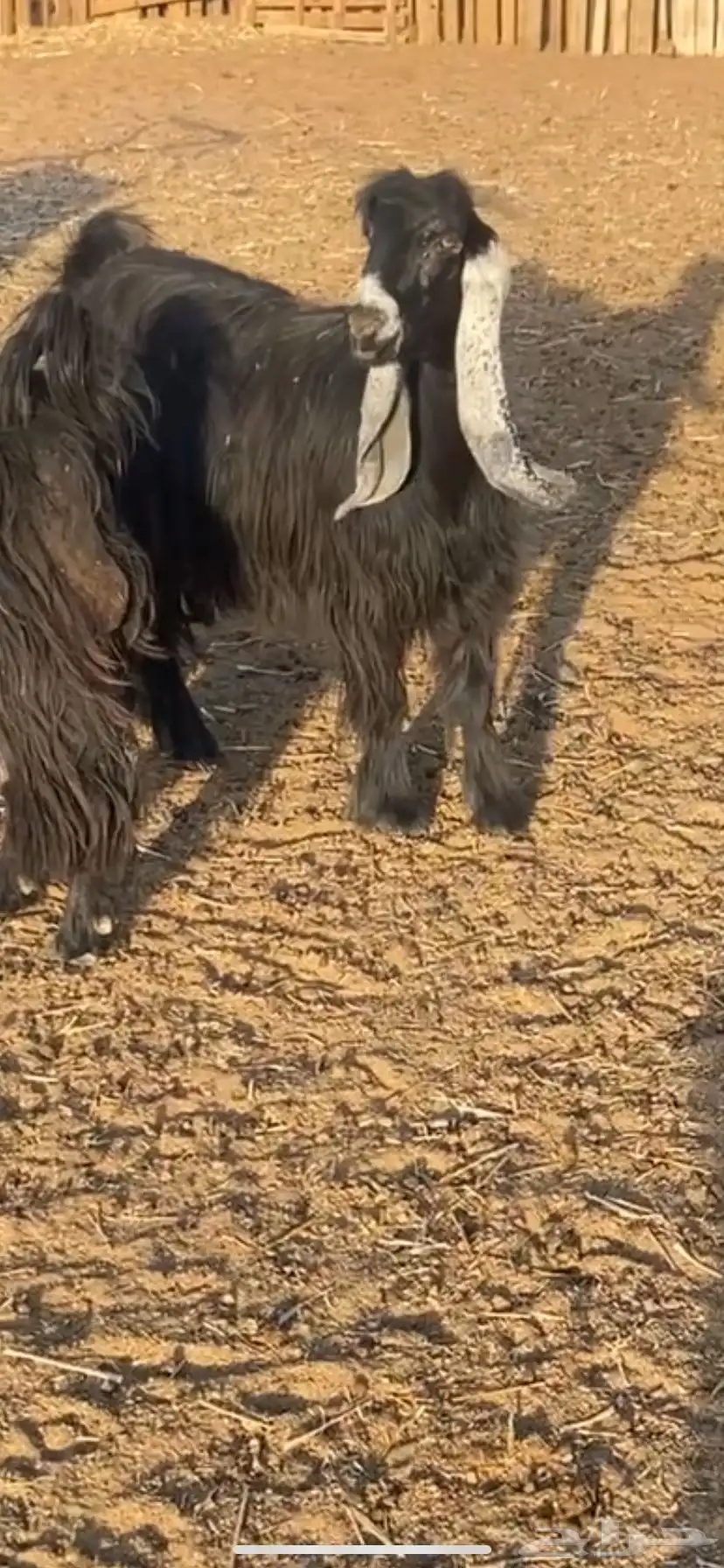 عارضيه معرفه 0