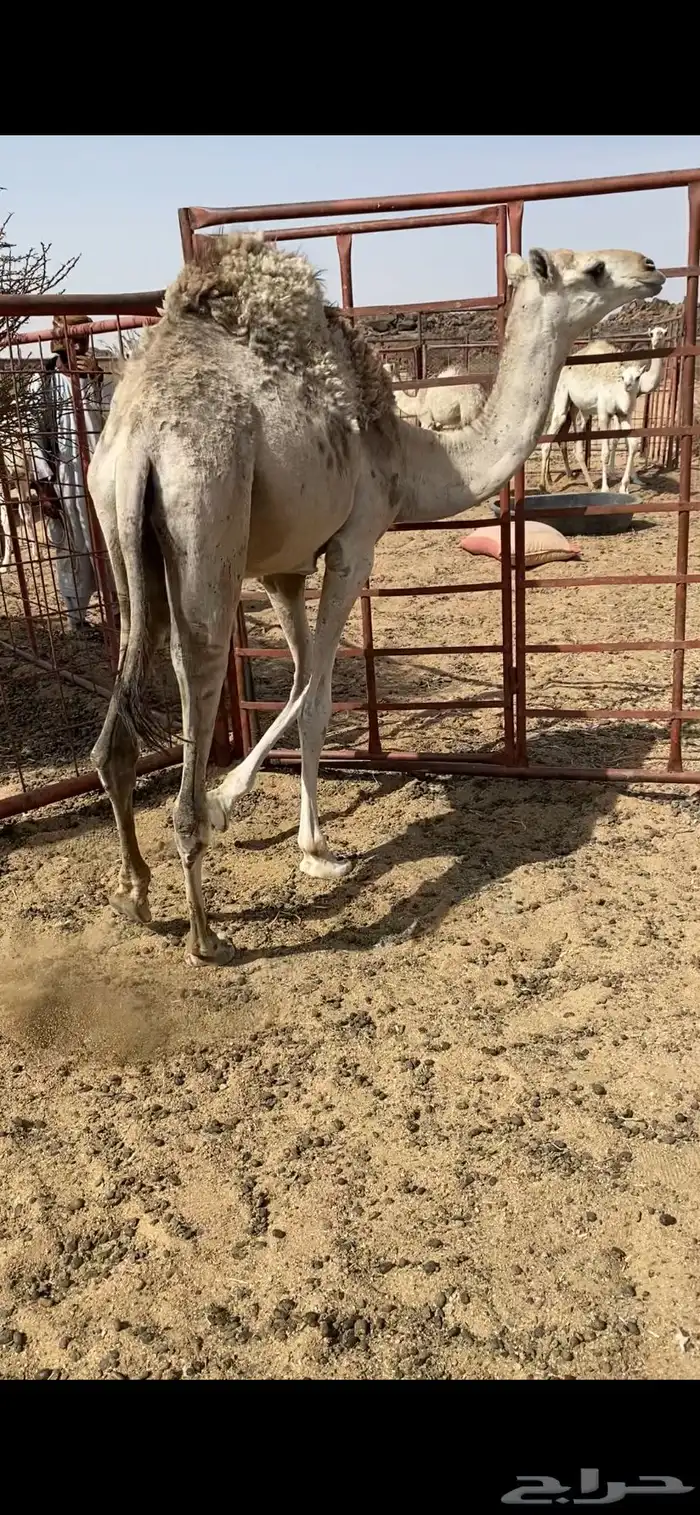 بكره مفروده 1