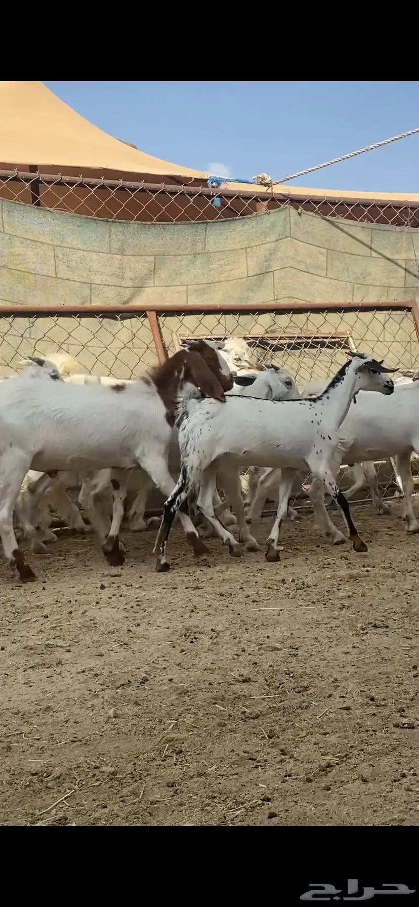 عرس كفو 21 2