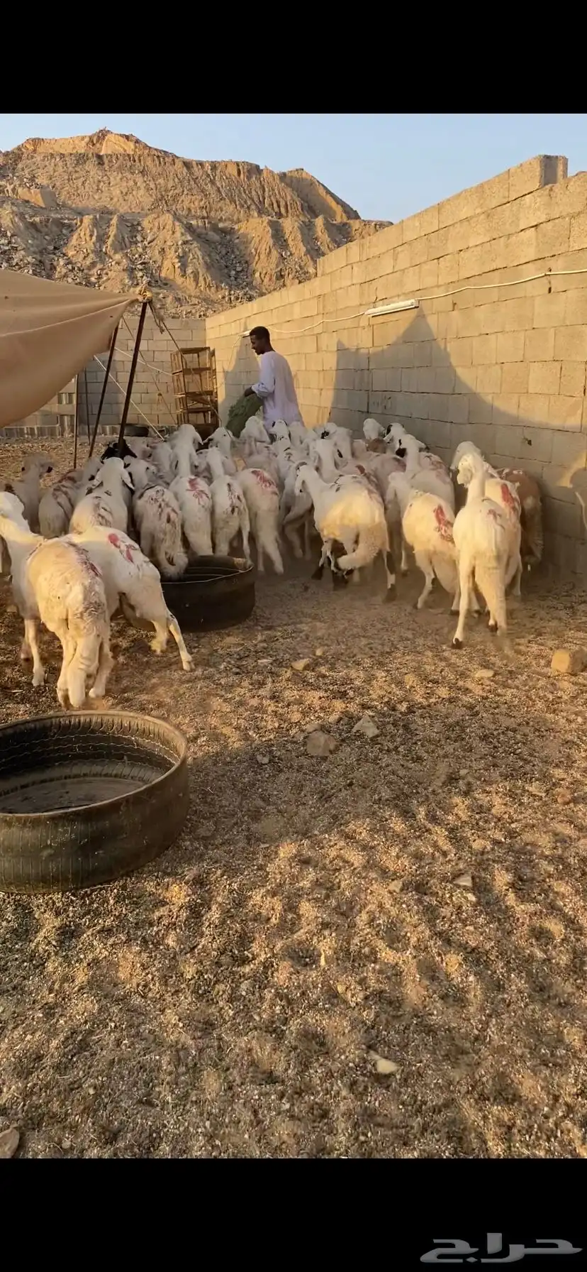 دمازين حق مناسبات مرابي 5
