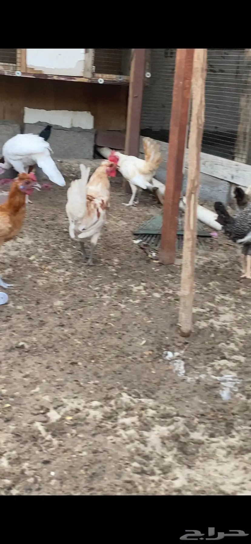 دياكه 0