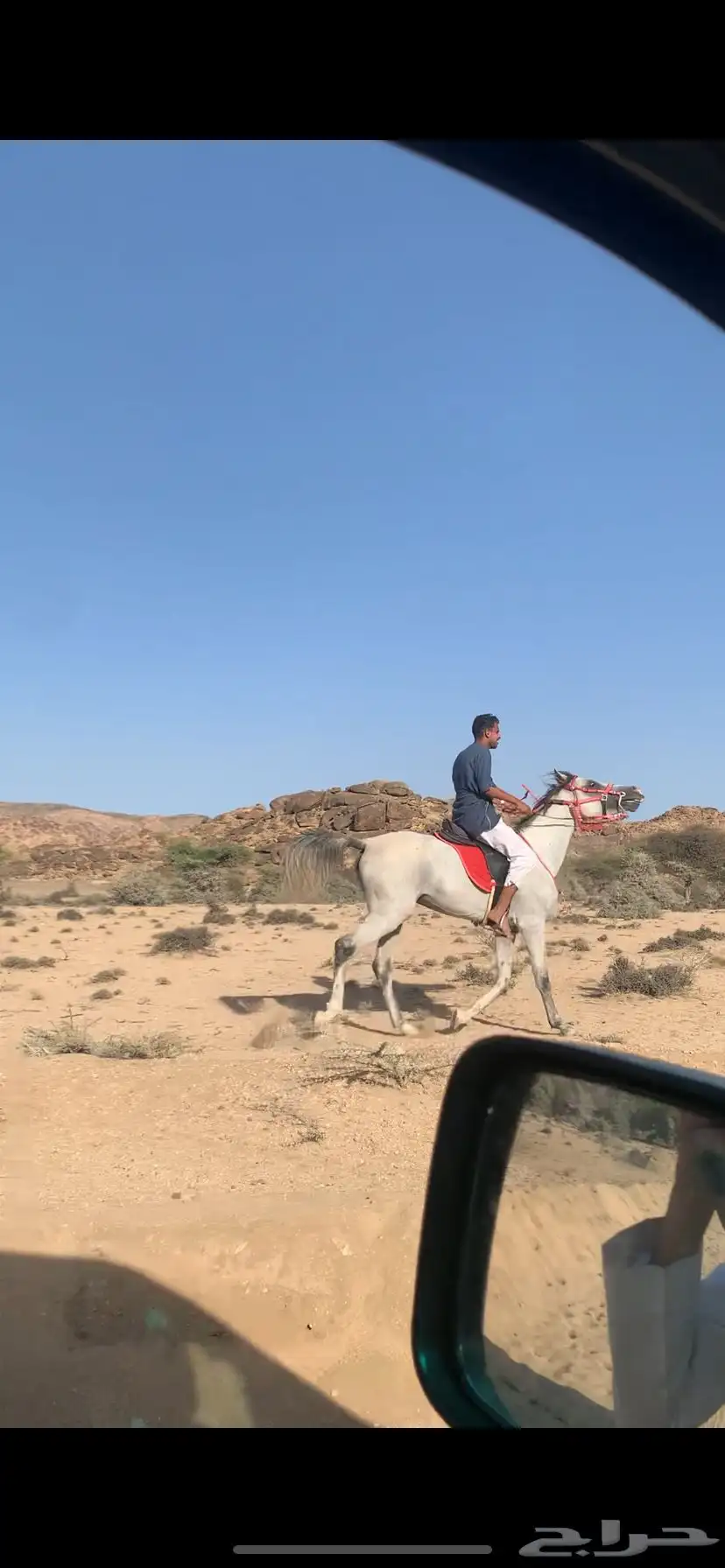 حصان للبيع العمر 4 سنوات 2