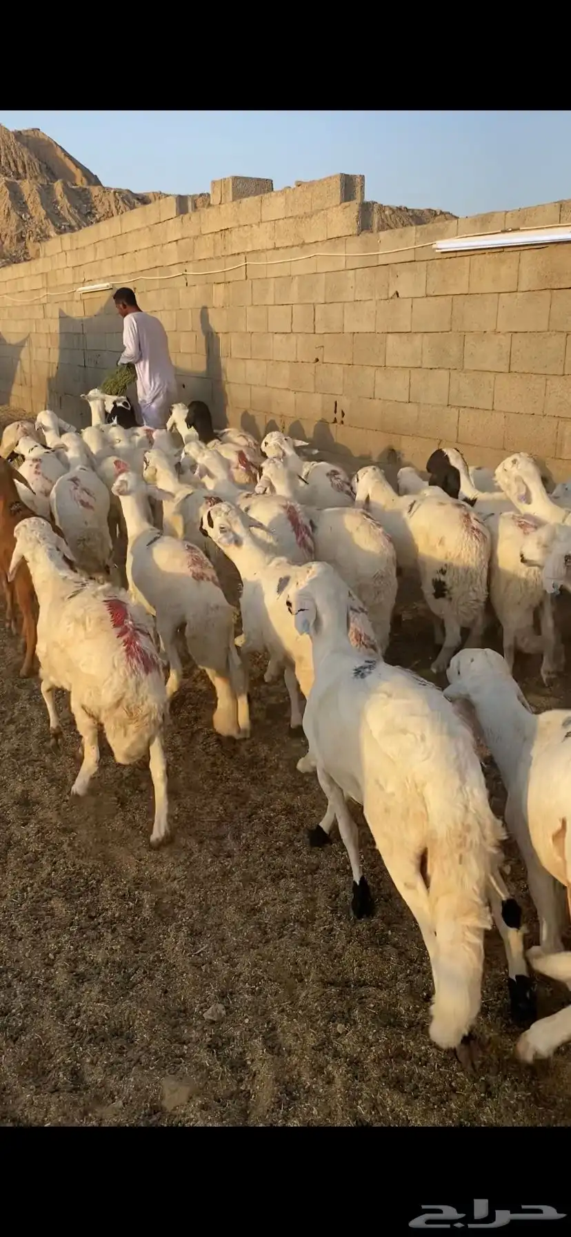 دمازين حق مناسبات مرابي 1