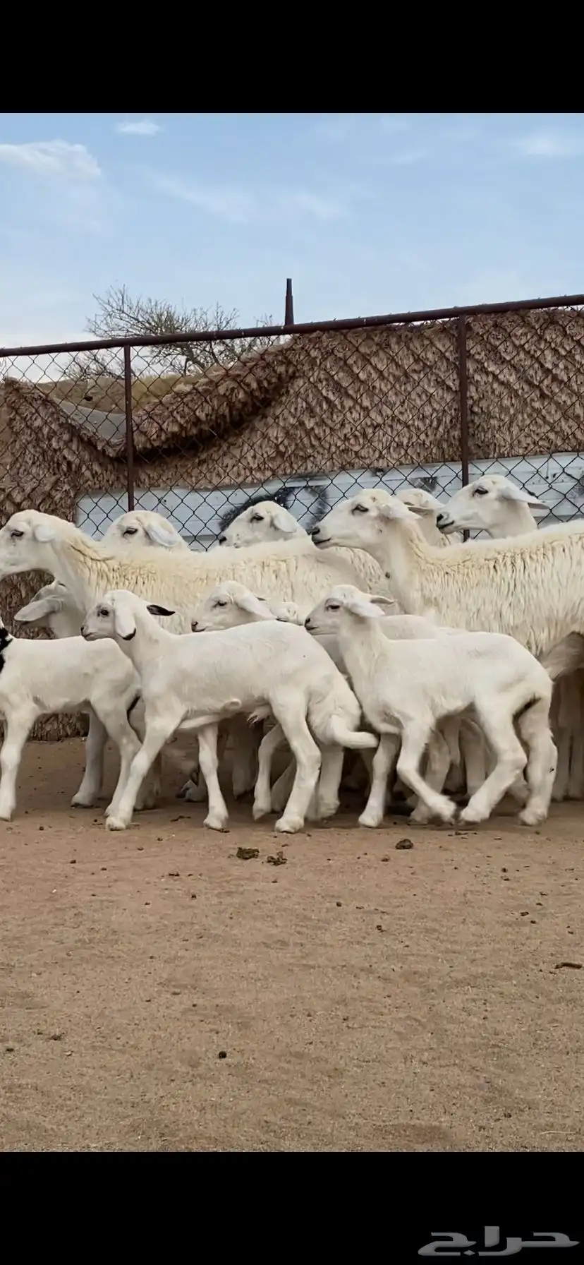 7 من الرخال جذعات صنف الصنف تحتها 7 1