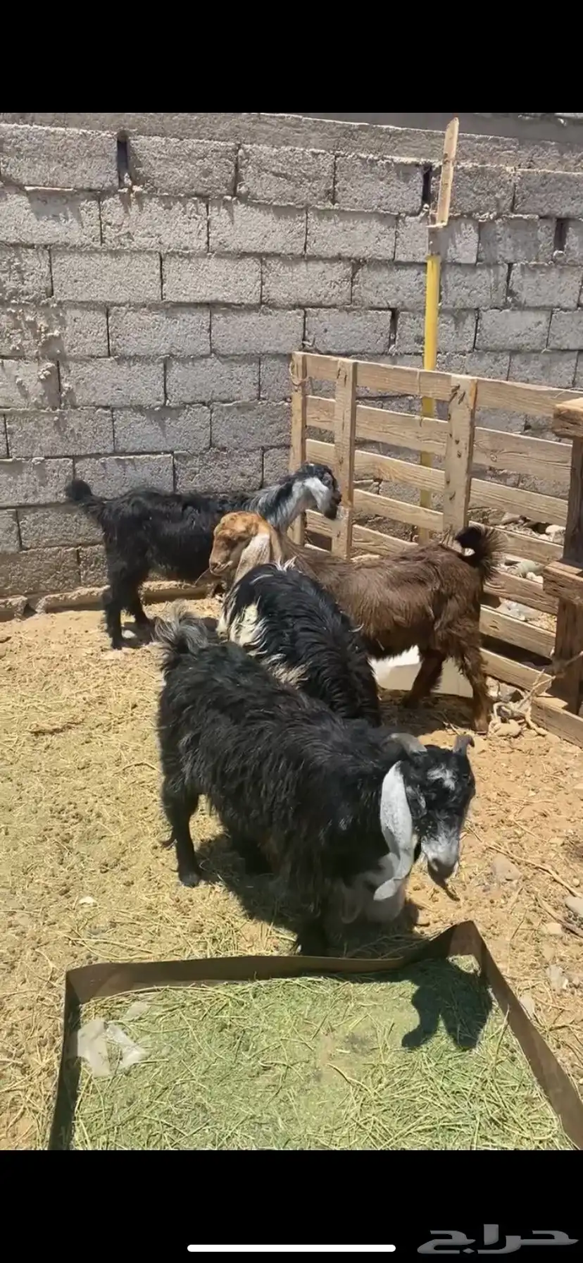 تيوس وخرفان 0