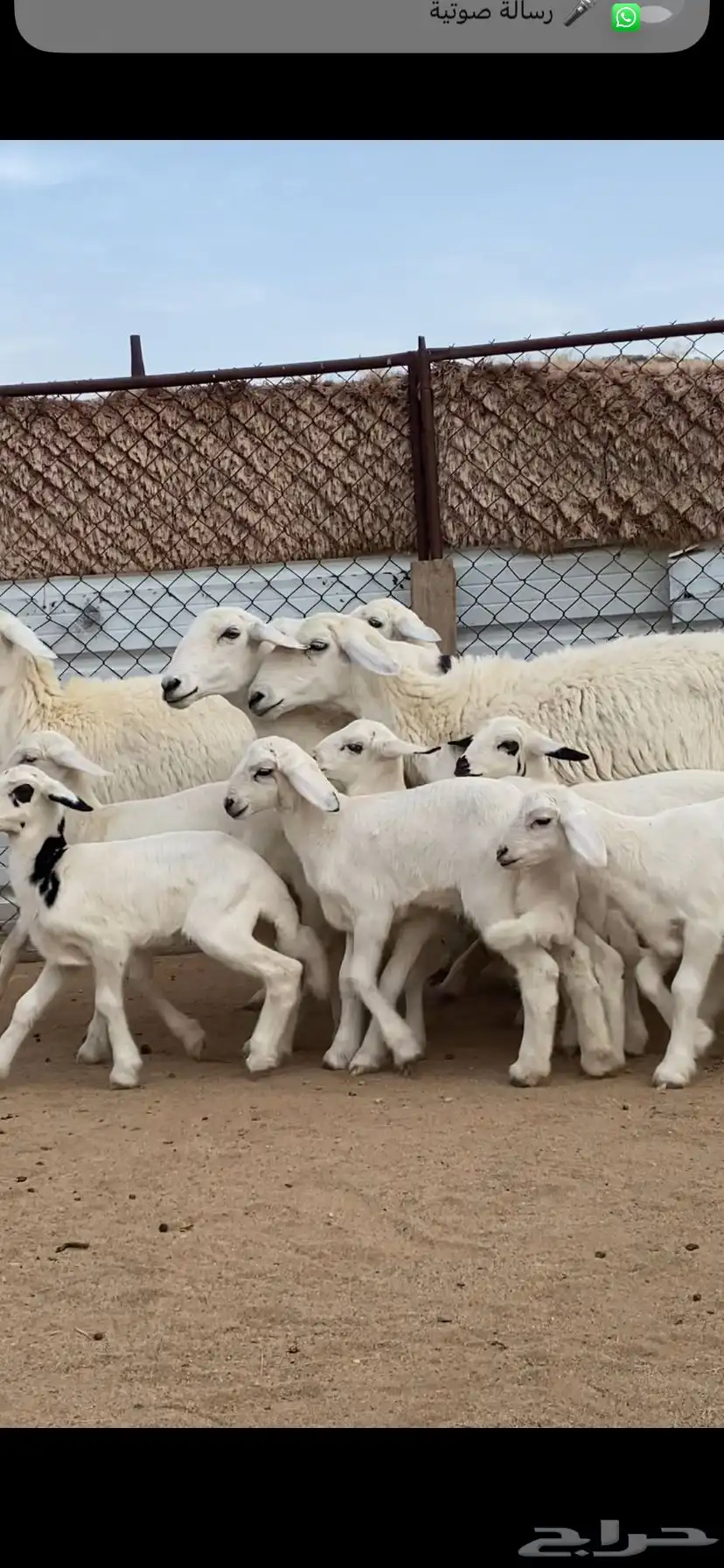 7 من الرخال جذعات صنف الصنف تحتها 7 4