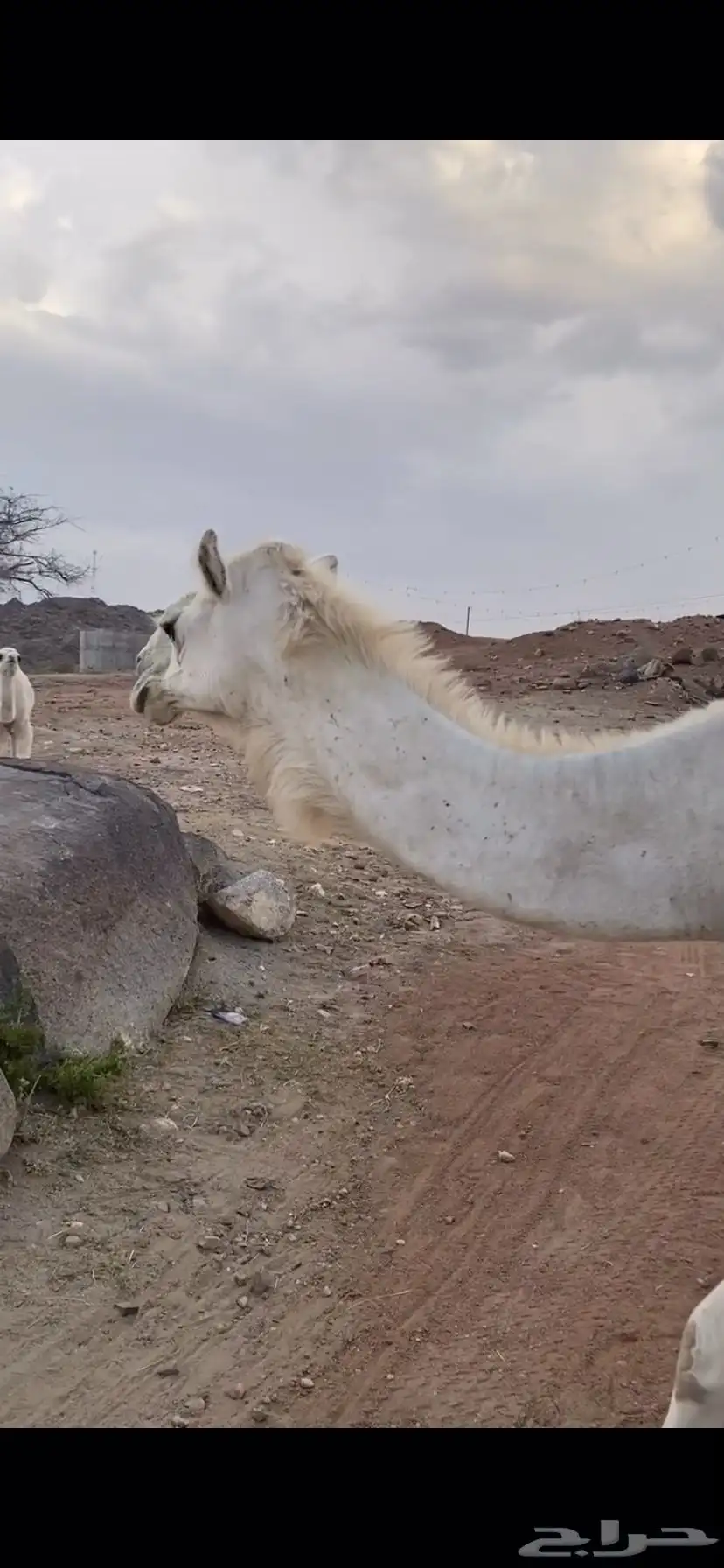 ناقه مبيوع حاشيها سنها ( سديس) 0