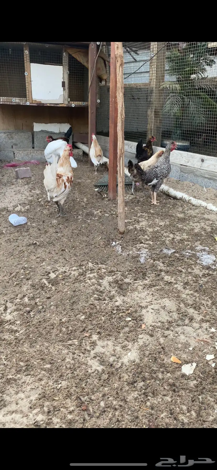 دياكه 1
